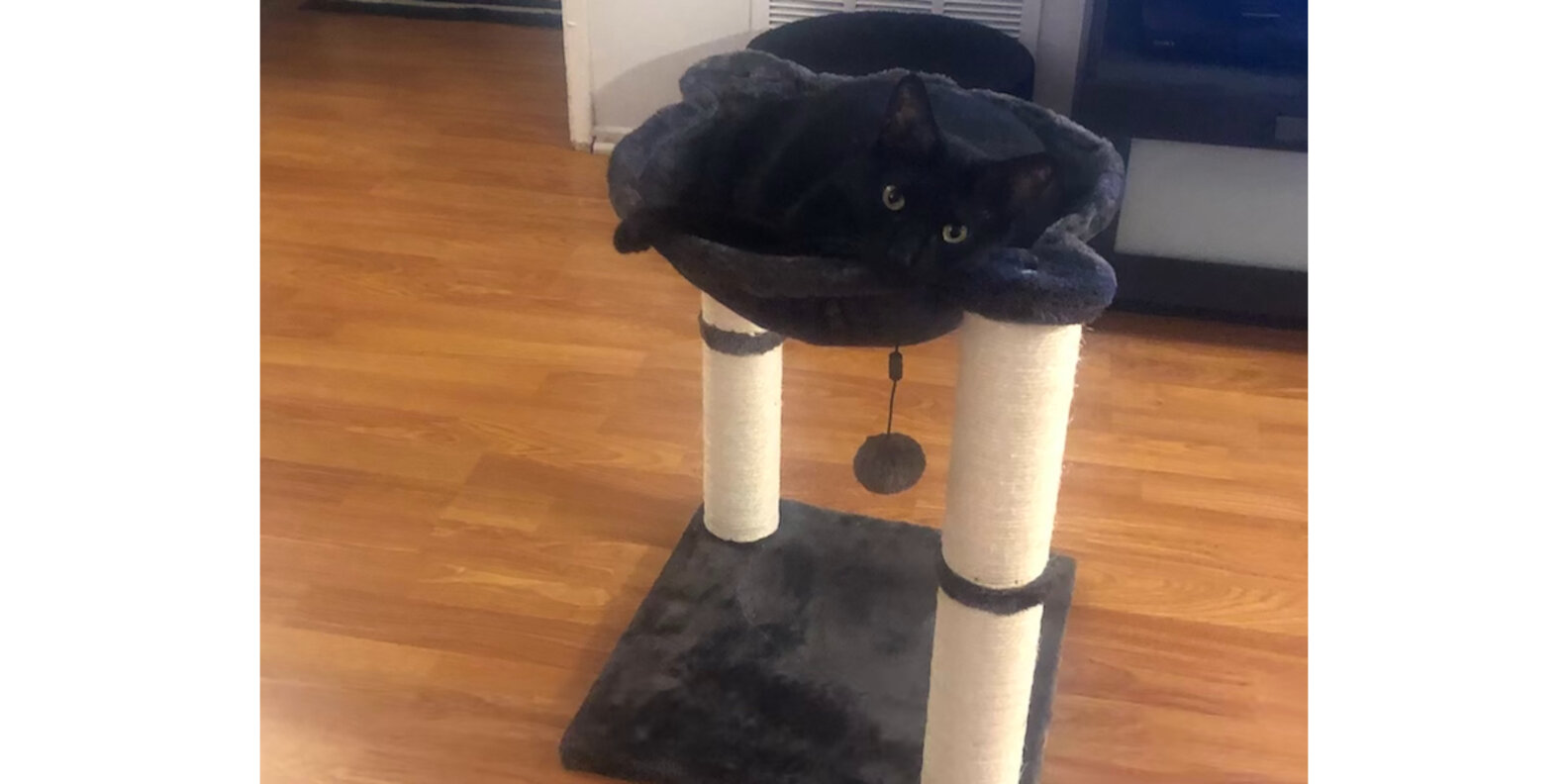 Amazon Basics Cat Condo Tree With Hammock Reviews Paw of Approval
