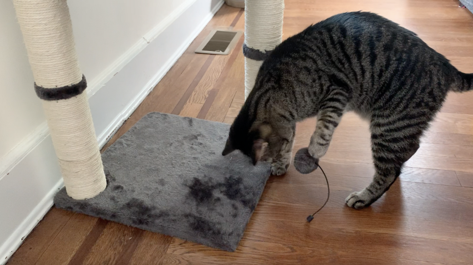 Amazon Basics Cat Condo Tree With Hammock Reviews Paw of Approval