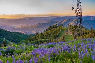 a gondola going up a mountain covered in wildflowers at sunset