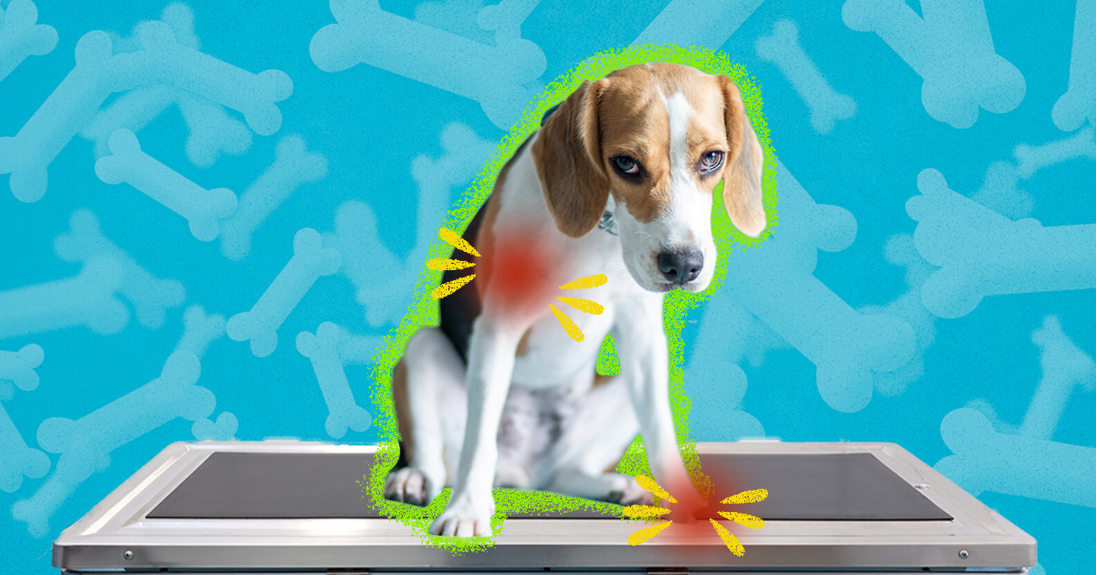 Arthritis In Dogs Causes, Symptoms, Treatment & Prevention DodoWell