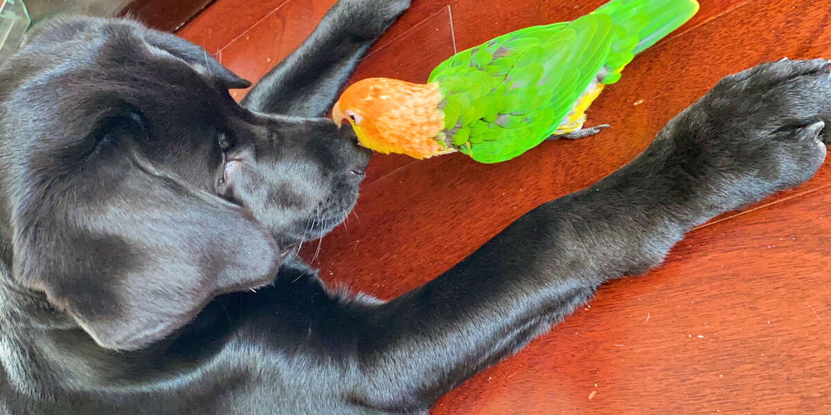 Attention Stealing Parrot Slowly Accepts His New Puppy Brother - Videos ...
