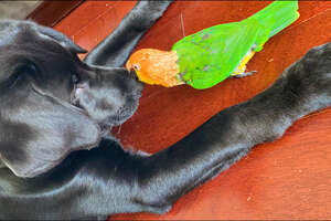 Attention Stealing Parrot Slowly Accepts His New Puppy Brother