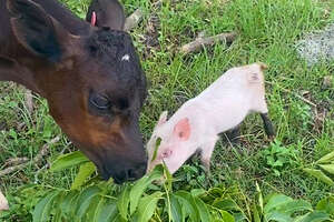 Rescued Tiny Piglet And Baby Cow Adopt Each Other