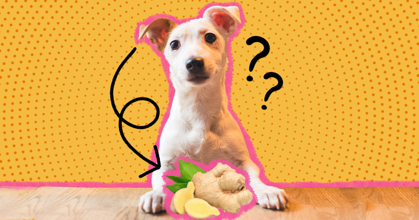 Can Dogs Eat Ginger? DodoWell The Dodo
