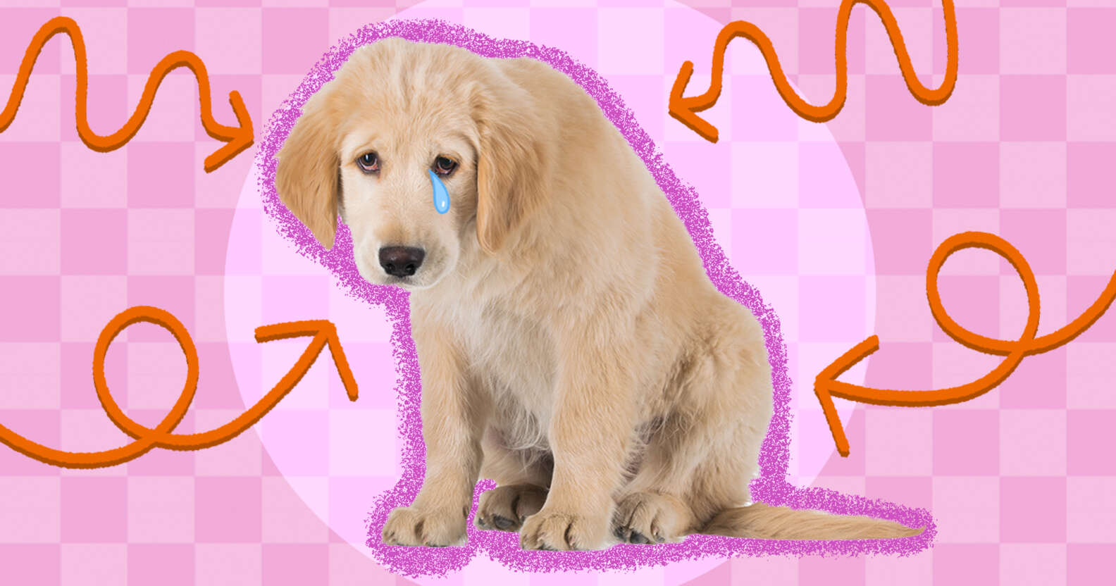 Signs Of Stress In Dogs - DodoWell - The Dodo