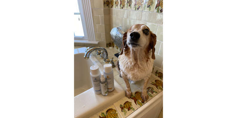 rowan dog shampoo