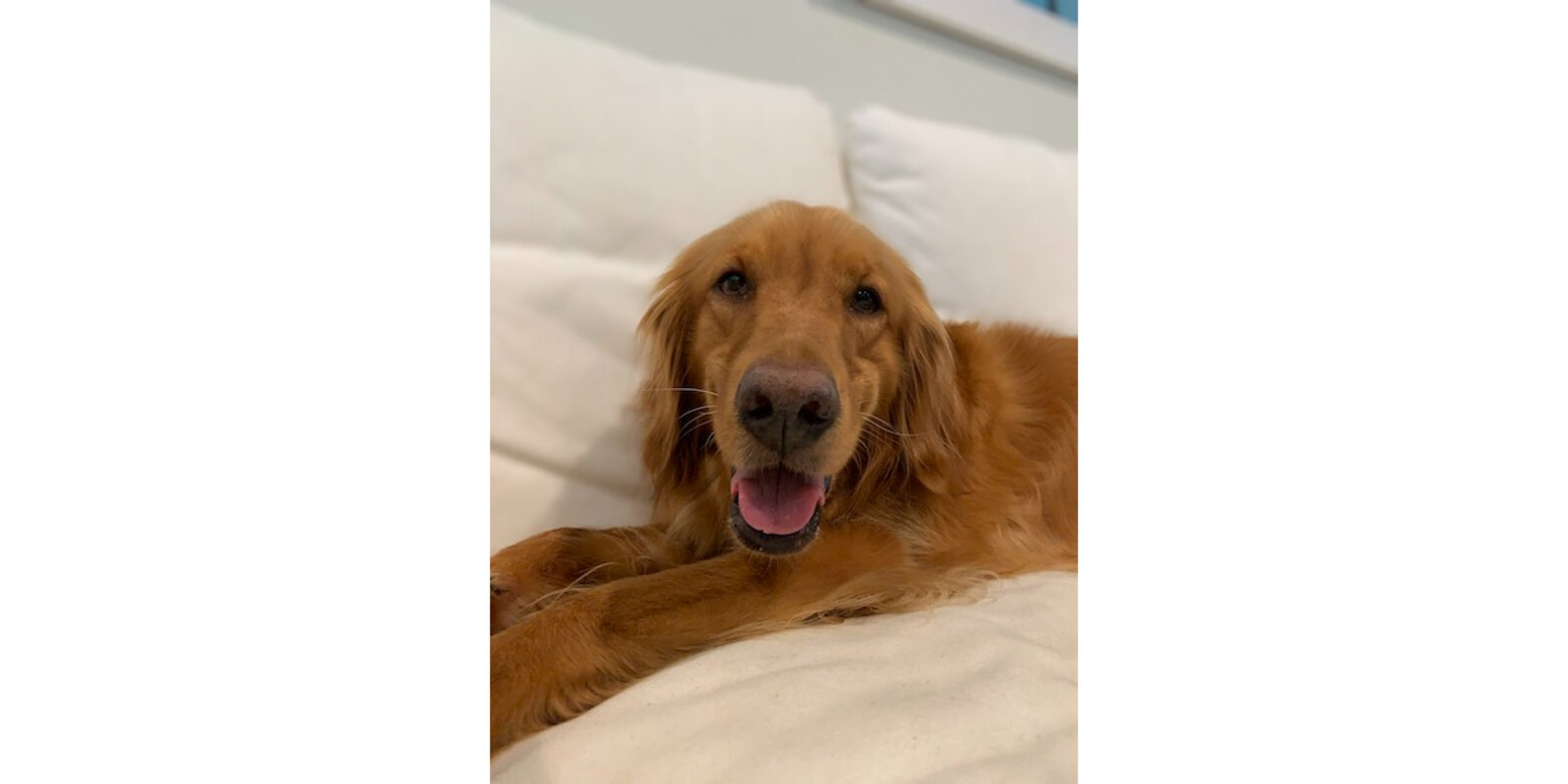 Rowan Dog Shampoo Reviews The Hair And Fur Wash Paw of Approval