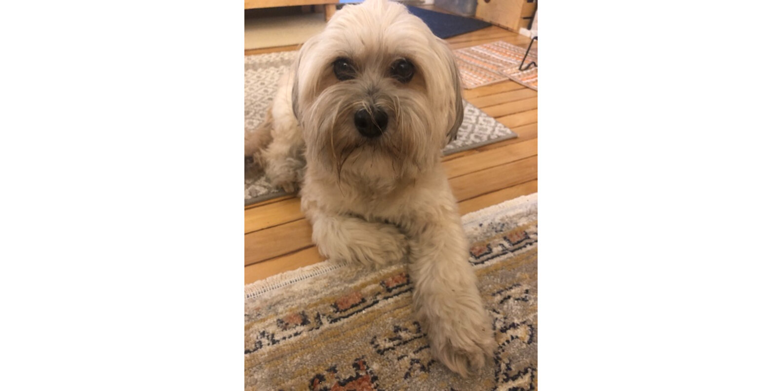 Rowan Dog Shampoo Reviews The Hair And Fur Wash Paw of Approval