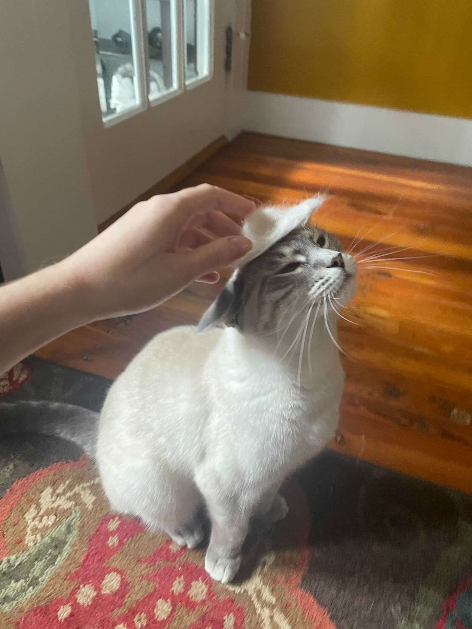 Cat Mom Creates Tiny Adorable Hat from Cat's Shedded Fur