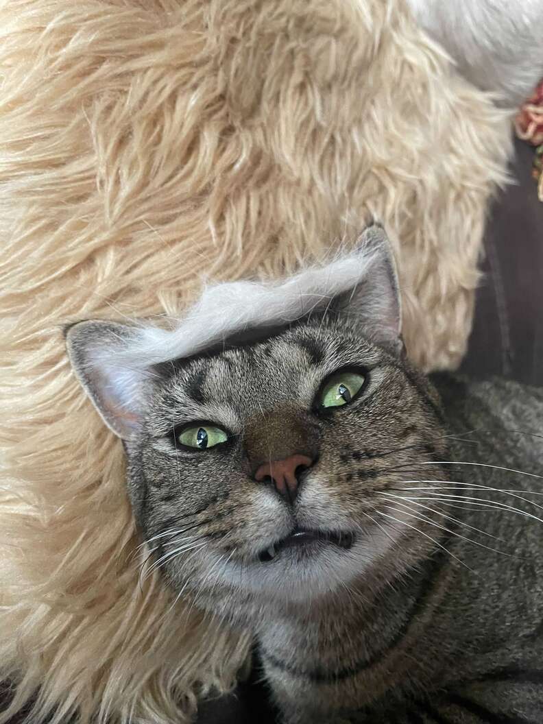 cat fur hat