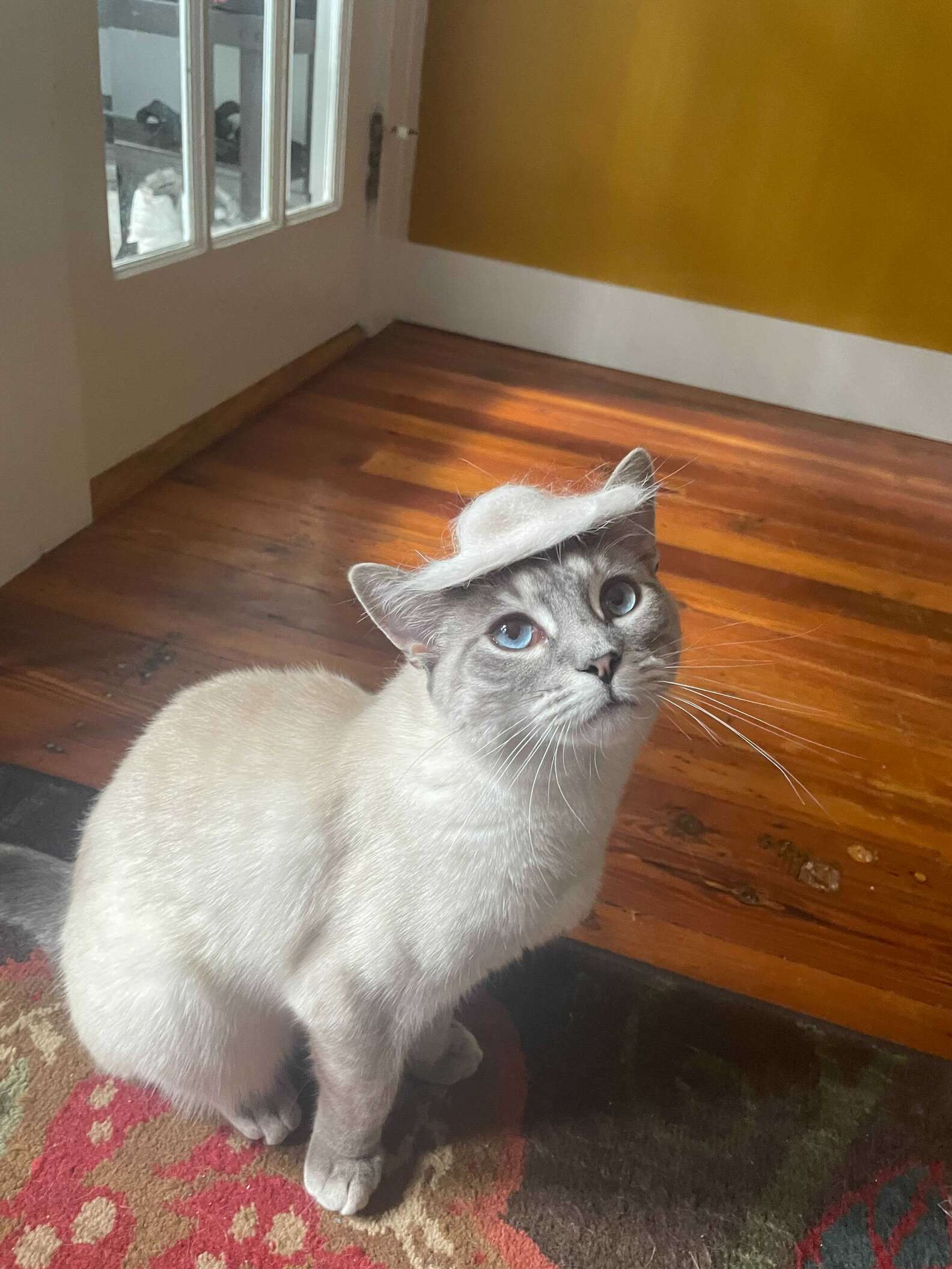 Cat Mom Creates Tiny Adorable Hat from Cat's Shedded Fur