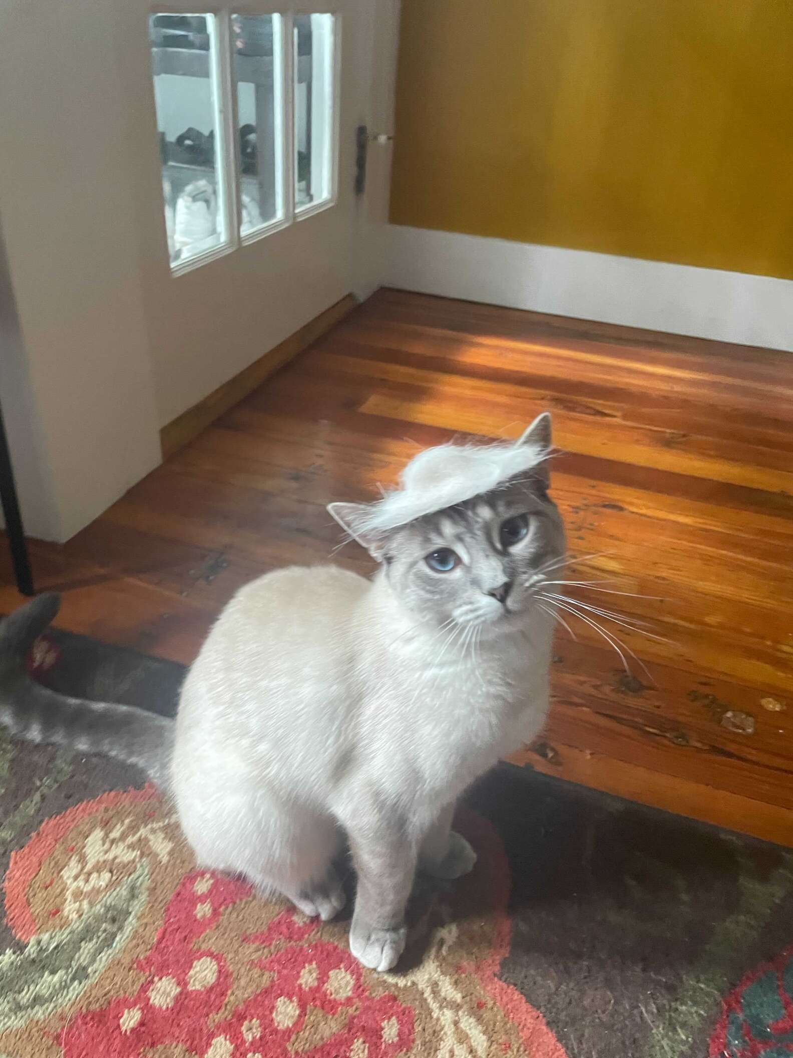 Cat Mom Creates Tiny Adorable Hat from Cat's Shedded Fur