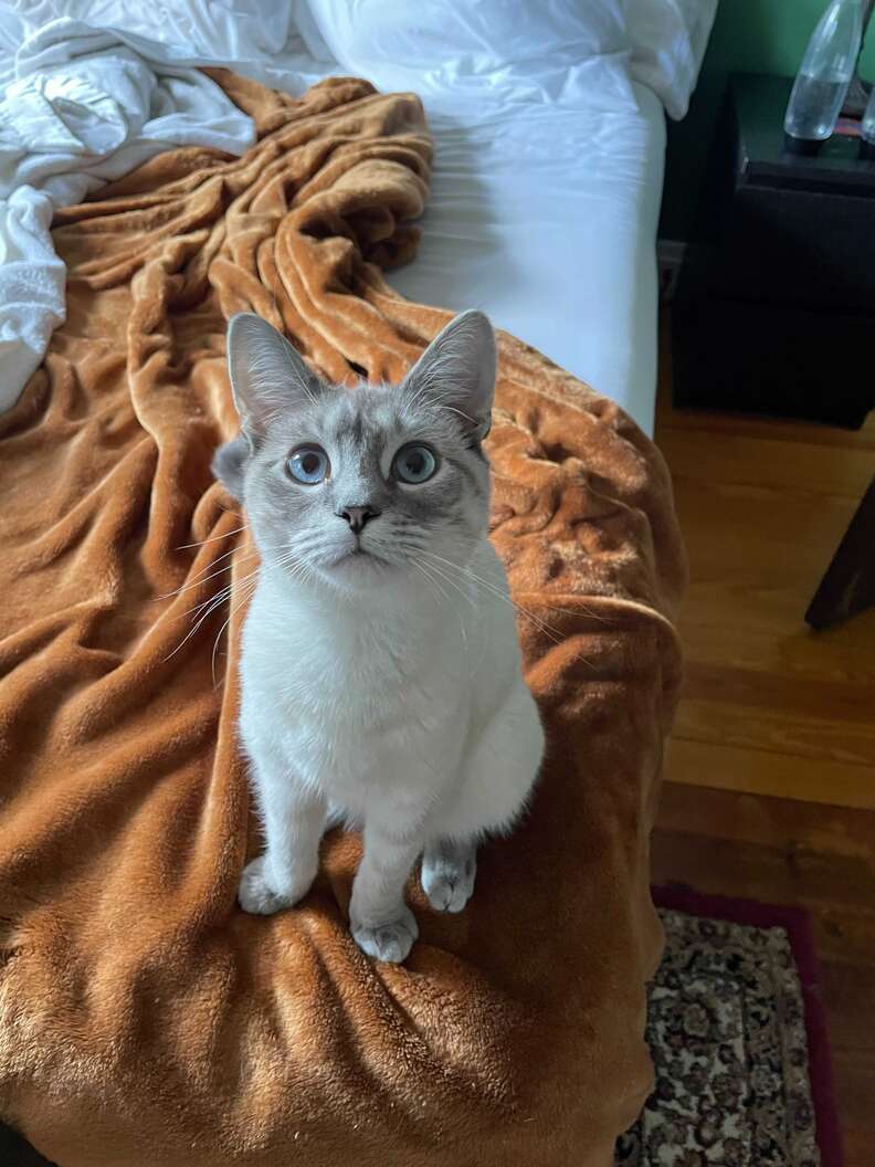 cute cat