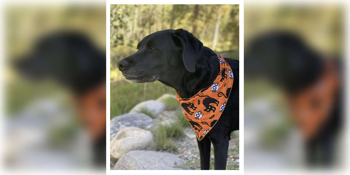 10 Dog Halloween Bandanas On Amazon Perfect For Spooky Season