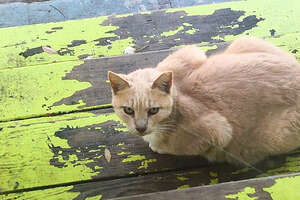 Woman Turns Backyard Shed Into An Apartment For Stray Cats