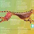 Study Guide | Tusks To Tails | Cheetahs