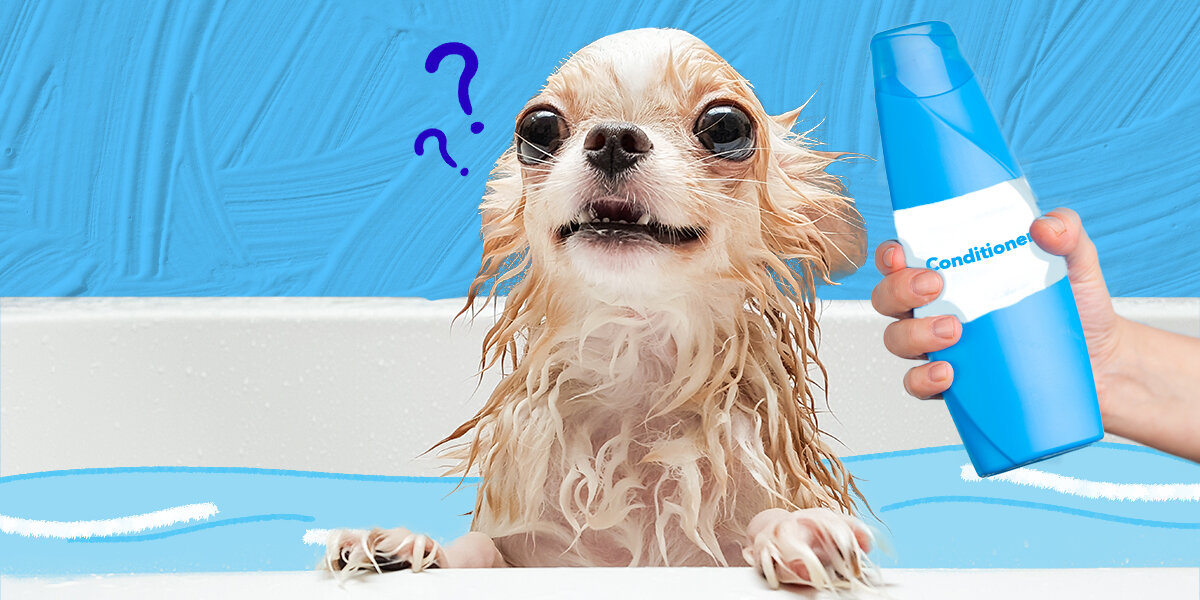 Can i put human conditioner on my deals dog