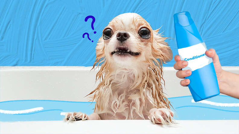 Is dog shampoo good for 2024 human hair