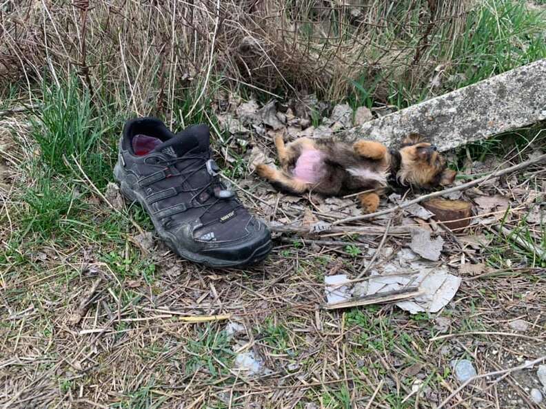 Stray puppy sleeps near shoe