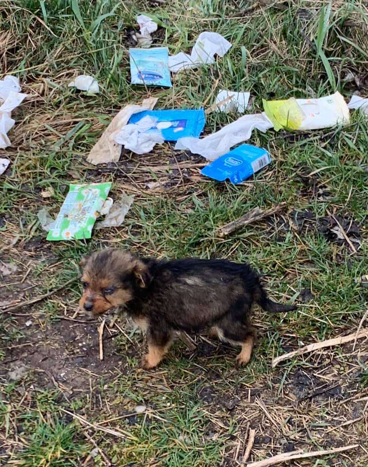 Man finds stray puppy using a shoe as shelter