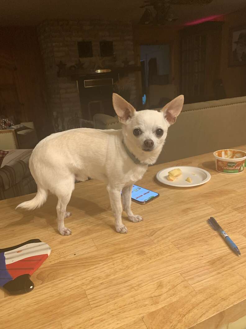cute dog