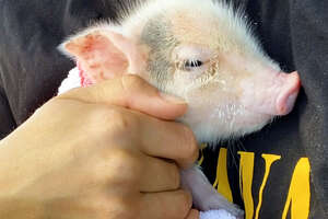 Tiny Piglet Found In A Pet Carrier In A Garage