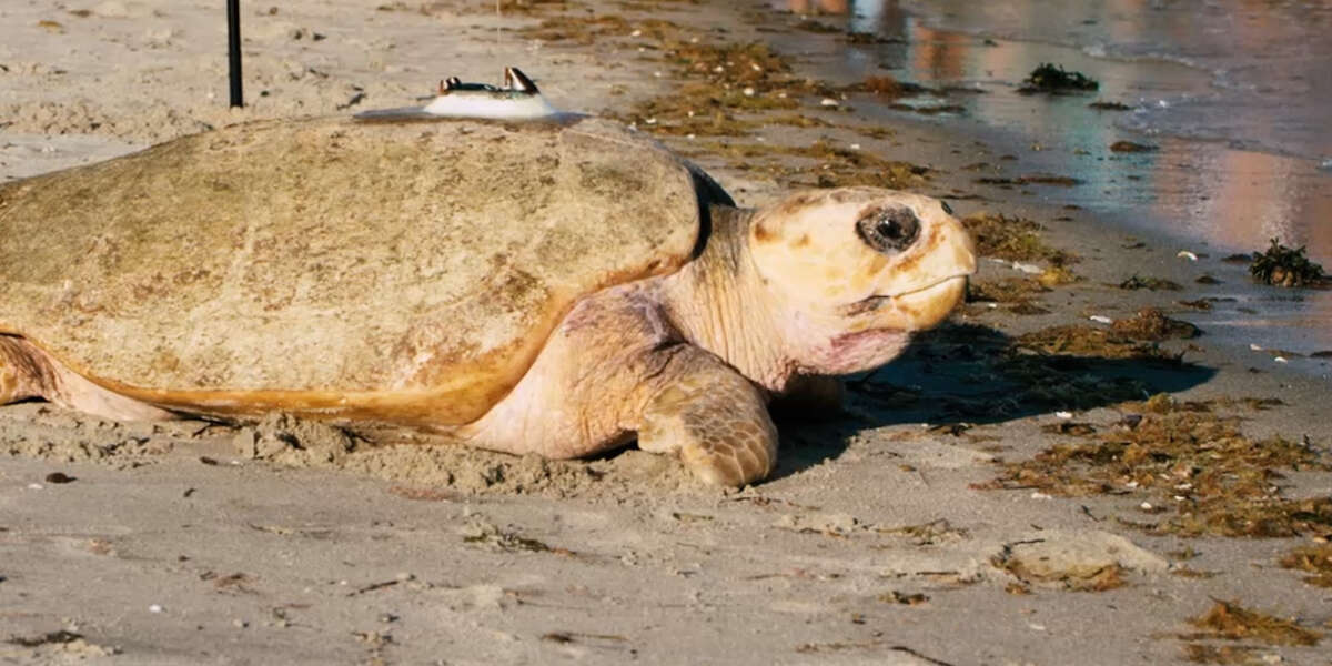 300-Pound Sea Turtle Makes Her Rescuers Cry Happy Tears - Videos - The Dodo