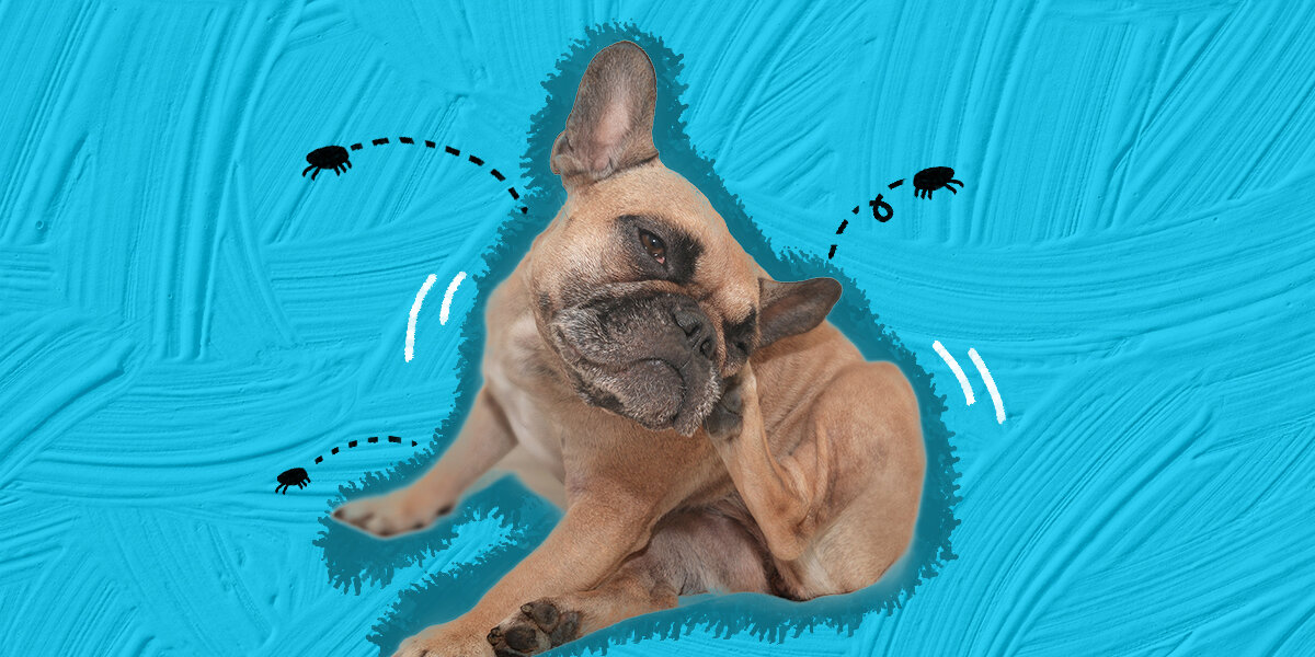 Missed flea treatment online