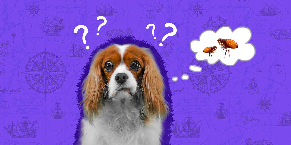 Where Do Fleas Come From, And How Can You Keep Them Away? DodoWell