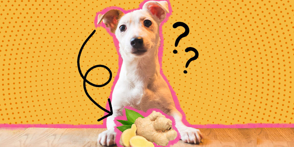 Can You Give Dogs Ginger For Upset Stomach