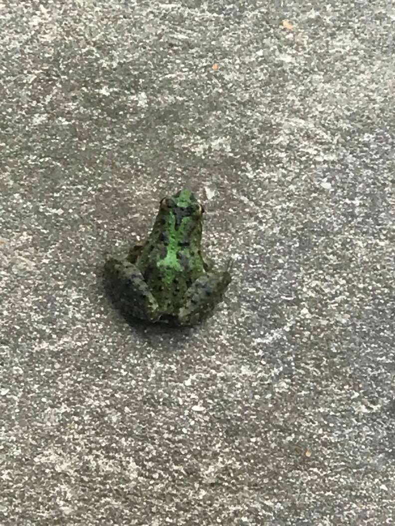 The Lodge on Little St. Simons Island - Hi little guy! 🐸 This Green Tree  Frog seems to be enjoying his hiding spot inside a frog tube near Norm's  Pond. We place