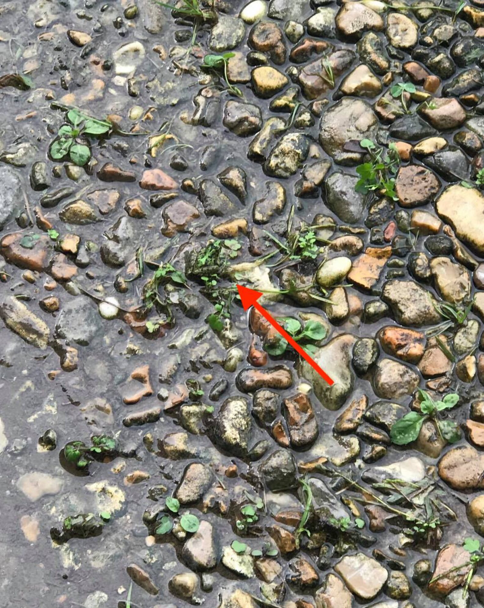 Найди лягушку. Линька лягушек. Леопардовая лягушка фото. Где можно найти лягушку. Головастик остромордой лягушки.