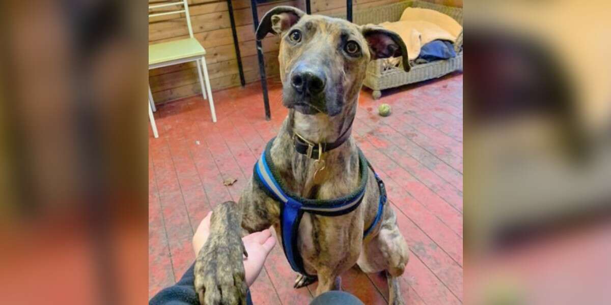 Dog Who's Been In Shelter Her Whole Life Needs A Home - The Dodo