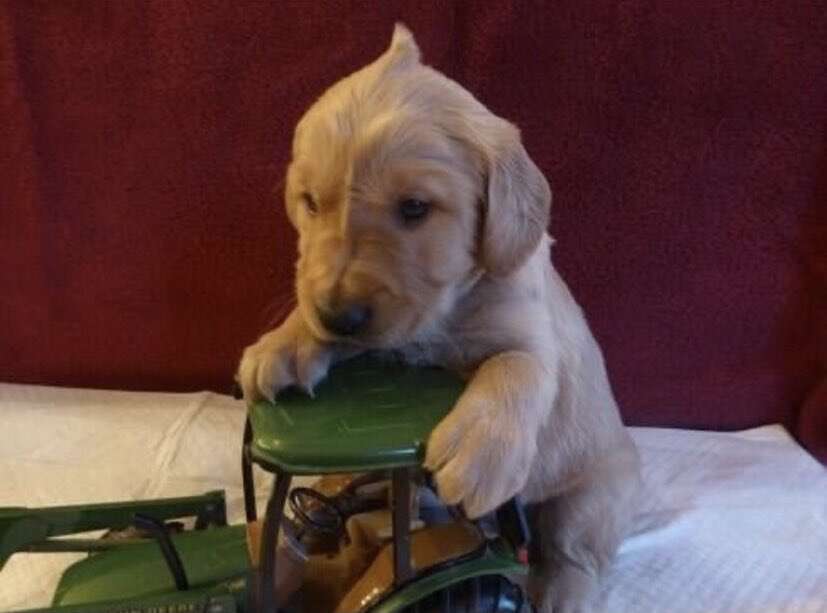 Puppy with cute cowlick