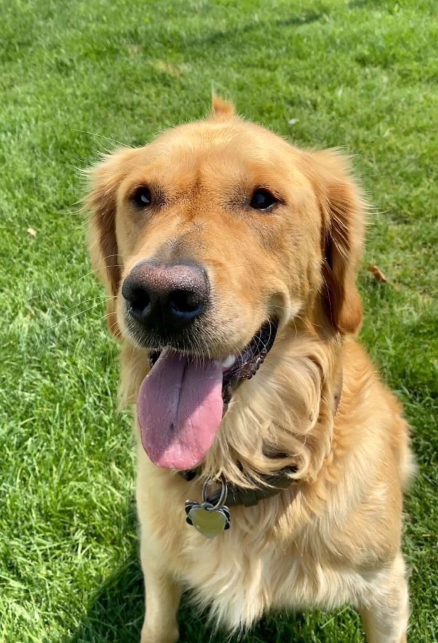 Puppy's Adorable Cowlick Stayed with Him Growing Up