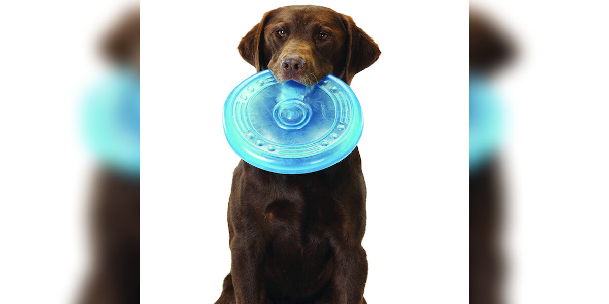 Best dog frisbee for chewers hotsell