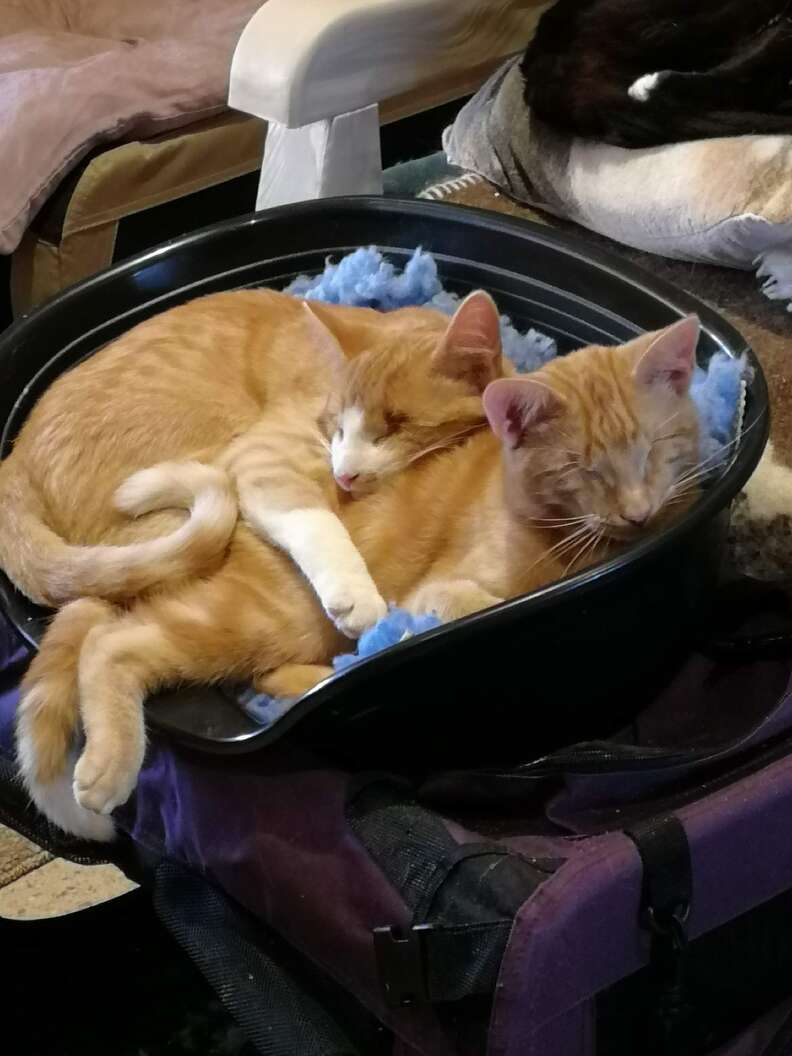 blind kitten brothers