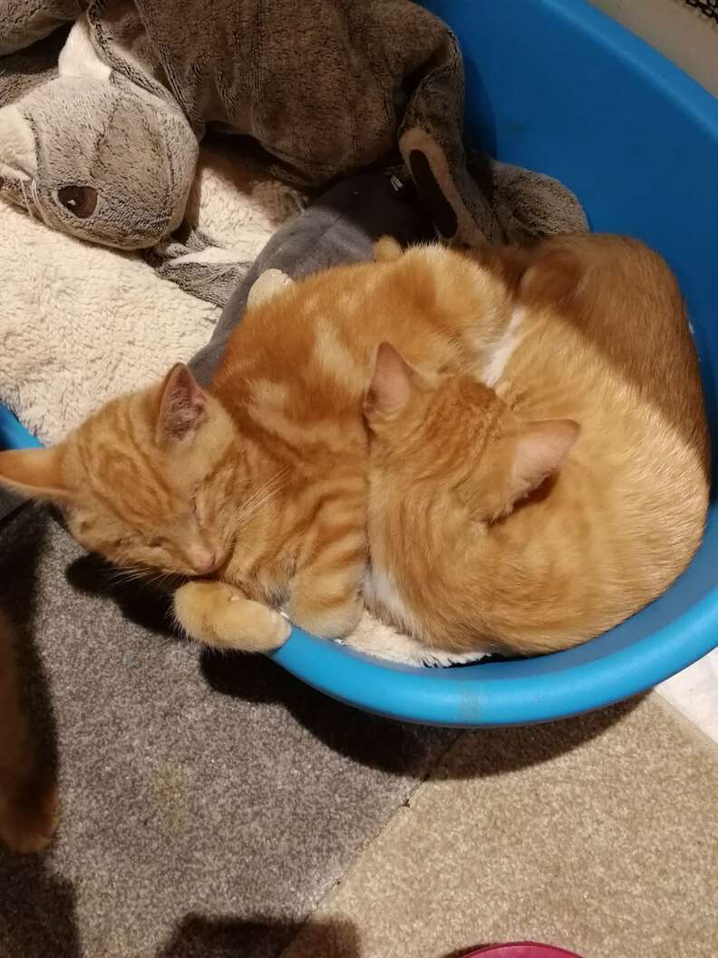 blind kitten brothers