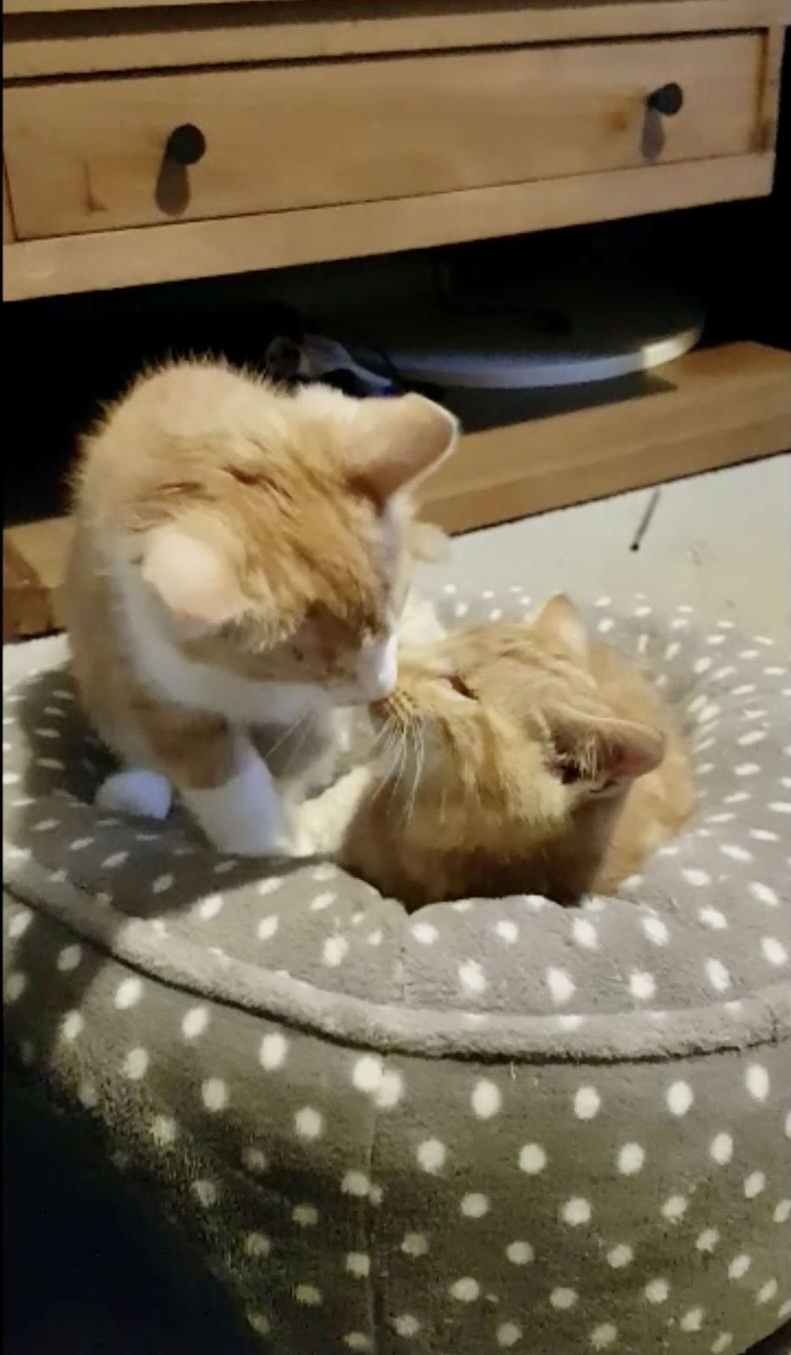 These Adorable Blind Kittens are Looking for their Forever Home