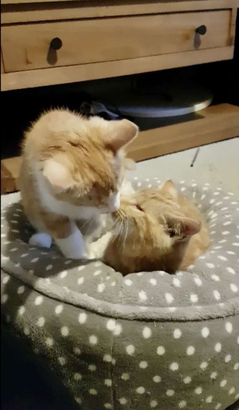 blind kitten brothers
