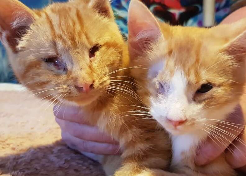kitten brothers