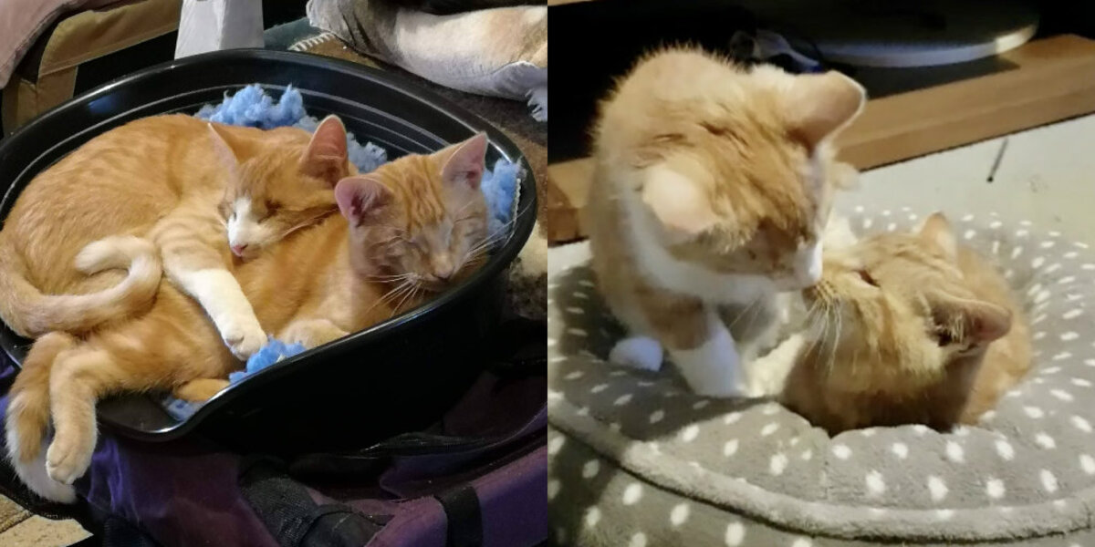 Cutest Kitten Brothers Keep Getting Passed Over Because They're Blind