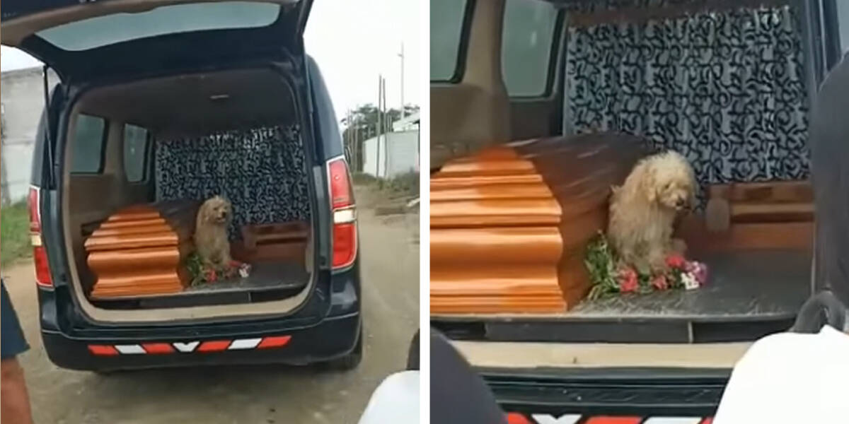 Faithful Dog Insists On Staying By His Owner's Side To The Very End - The  Dodo