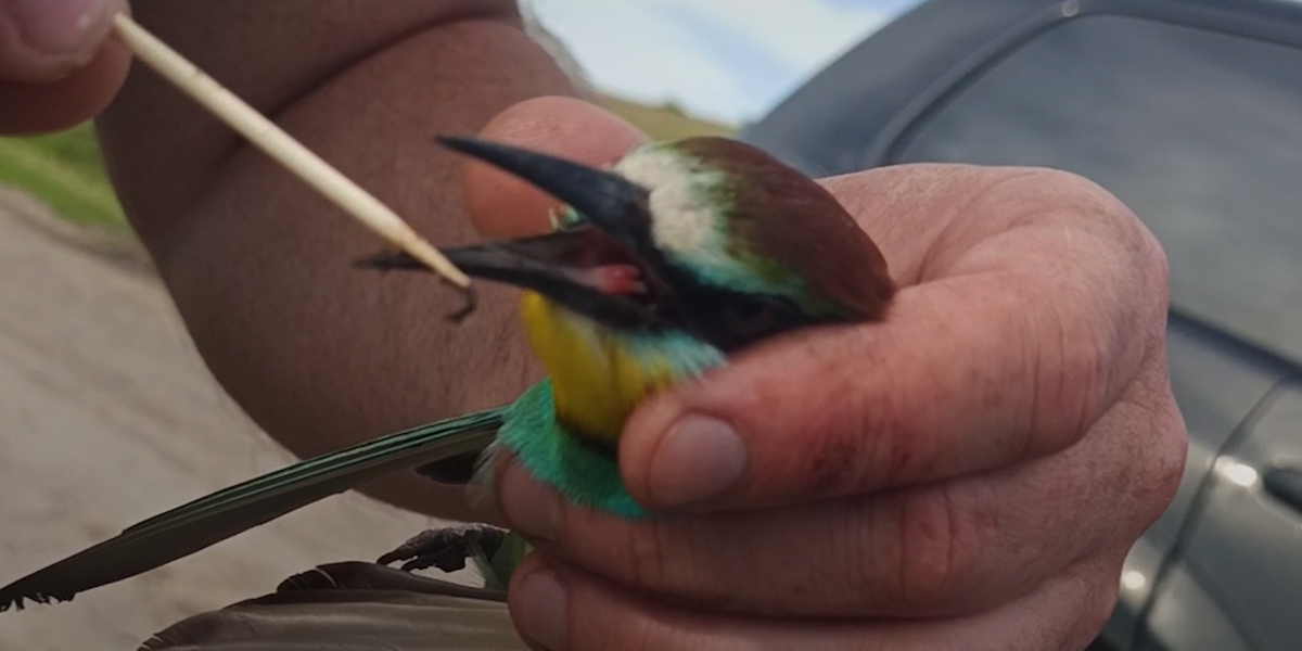 Couple Rescues A Choking Bird Videos The Dodo