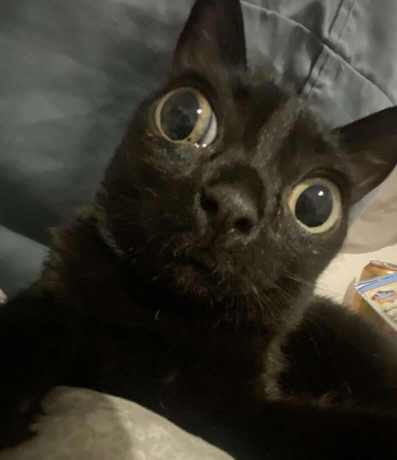 shocked black cat meme