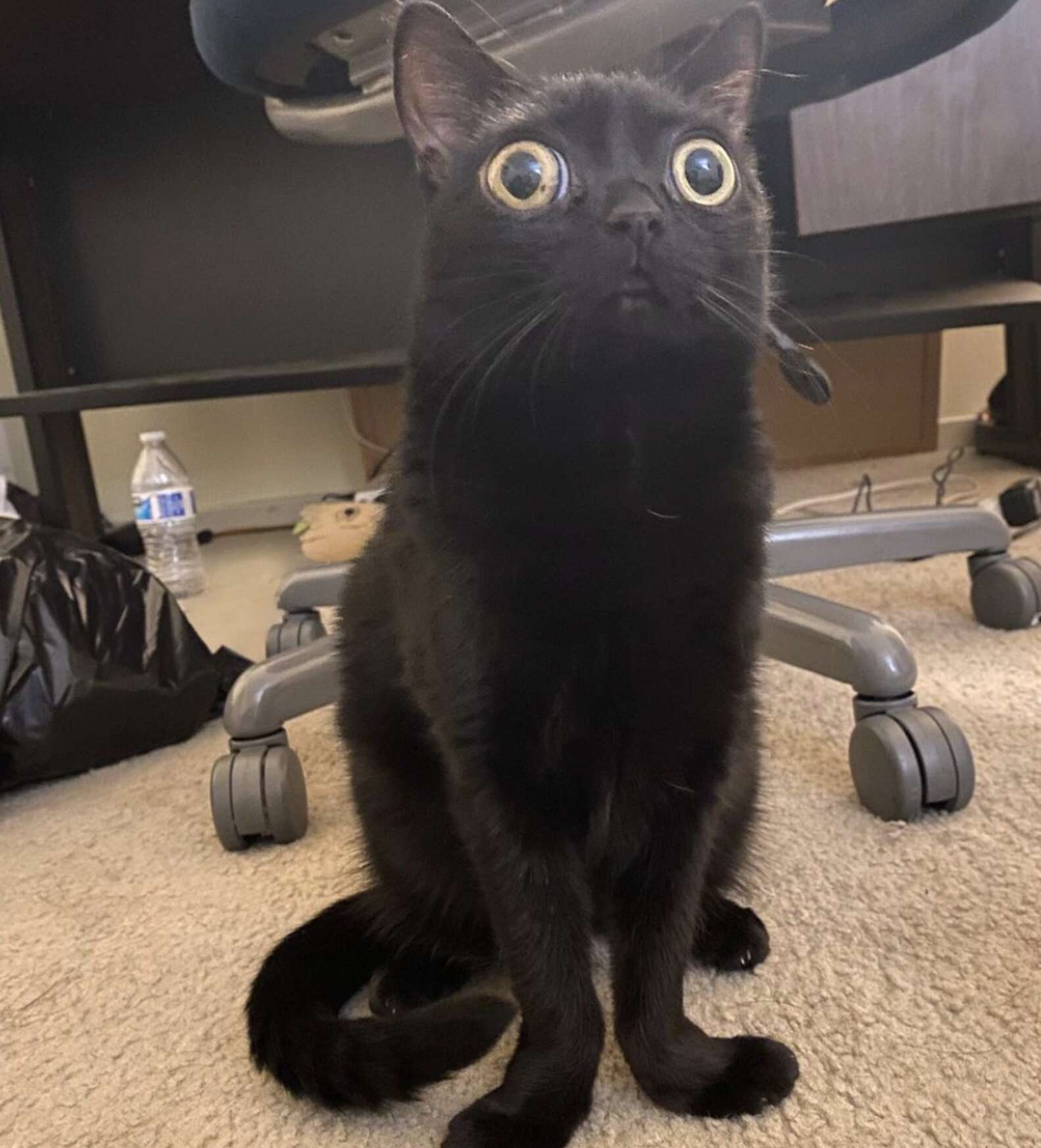 Rescue Kitten's Huge Eyes Make her Look Like an Alien