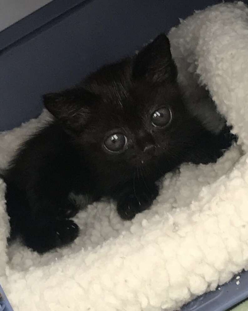 Rescue Kitten Looks Like A Little Alien - The Dodo