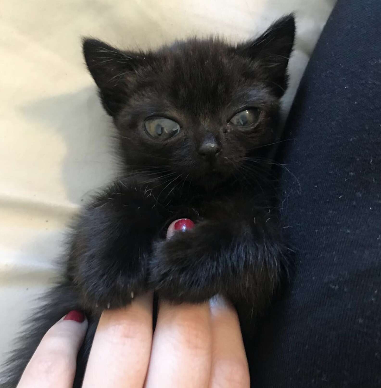 Rescue Kitten's Huge Eyes Make her Look Like an Alien