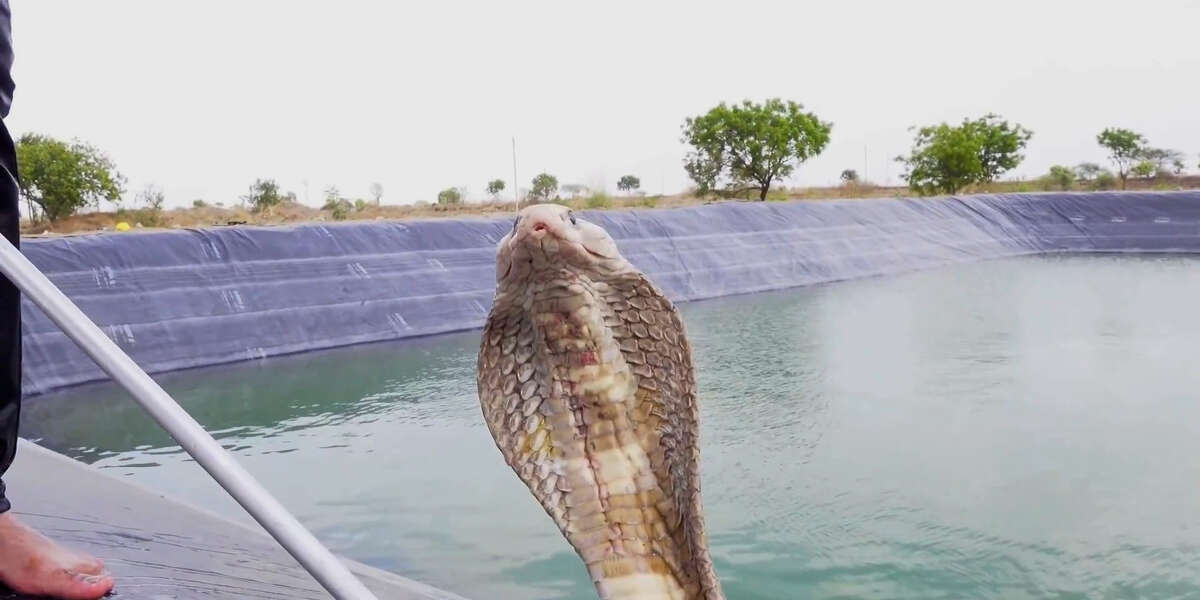 Guy Risks His Own Life To Save 3 Trapped Snakes - Videos - The Dodo