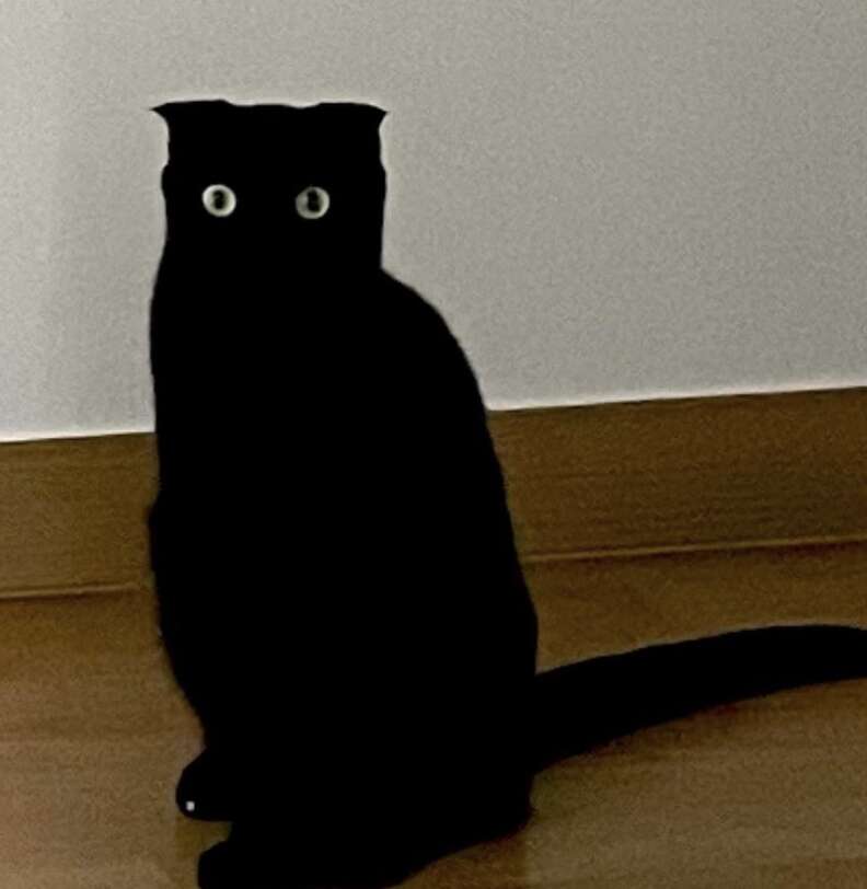 black cat